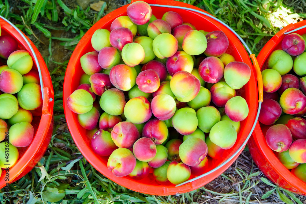 Red apricots harvested in the orchard Red apricots harvested in the orchard