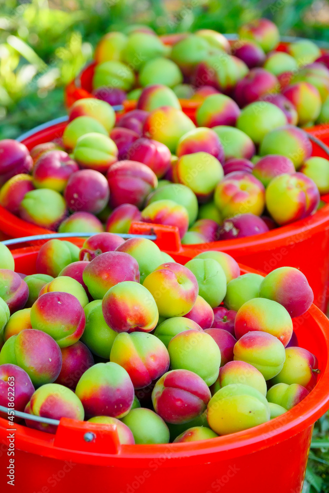 Red apricots harvested in the orchard Red apricots harvested in the orchard