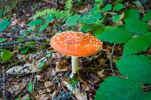 The toadstool photo