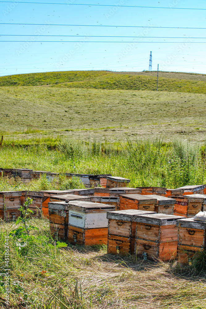 Apiary beehives and bees, virgin forest environment Apiary beehives and bees, virgin forest environment