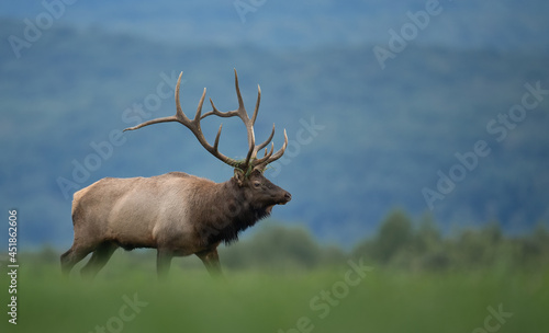 Bull Elk Portrait During the Rut
