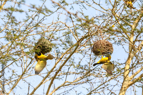 Male African southern masked weaver building bird nest photo