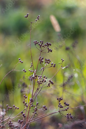 coriander seeds on twigs in autumn close up