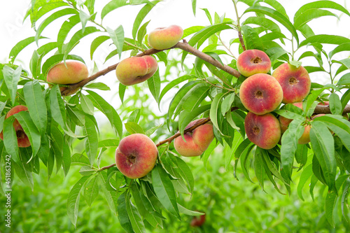 Fresh ripe flat peaches harvested from the orchard