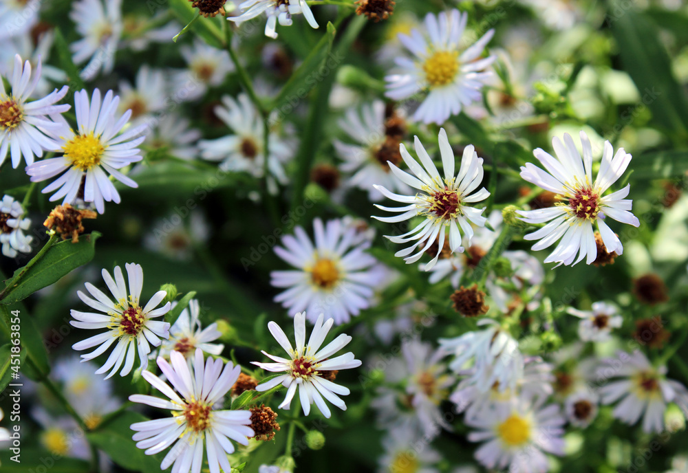 Natural floral background of blooming white flowers Natural floral background of blooming white flowers