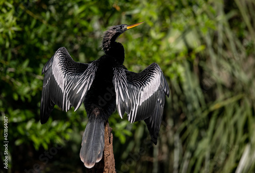 Obraz na plátně An anhinga in Florida