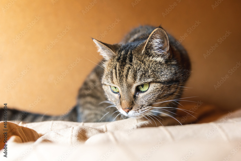 Funny portrait arrogant short-haired domestic tabby cat posing on dark brown background. Little kitten playing resting at home indoor. Pet care and animal life concept.