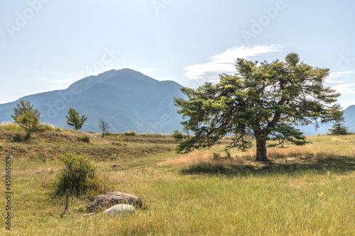 Cèdre au milieu d'un paysage de montagne dans les Alpes du Sud