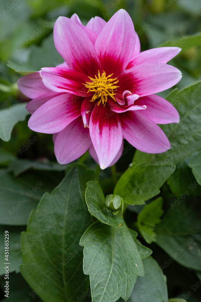 Purple red peony-flowered dahlia with yellow spiky disc close up with a sharp green leaf underneath and all around a beautiful green and soft blurred bokeh background in a garden. Vertical image Purple red peony-flowered dahlia with yellow spiky disc close up with a sharp green leaf underneath and all around a beautiful green and soft blurred bokeh background in a garden. Vertical image