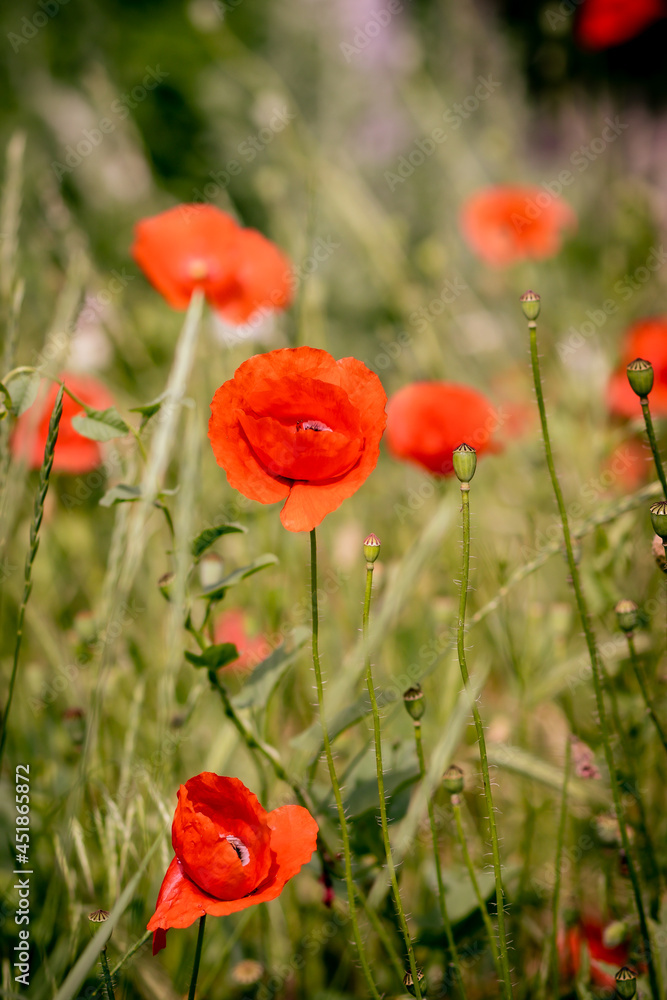 Obraz premium poppies