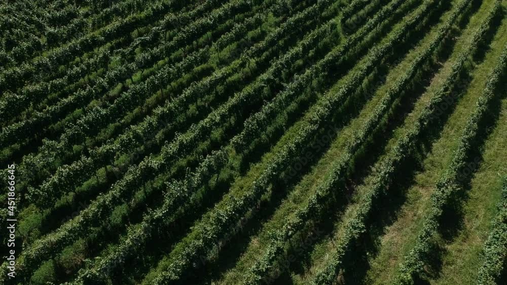 the walley of grapes - wineyard the walley of grapes - wineyard