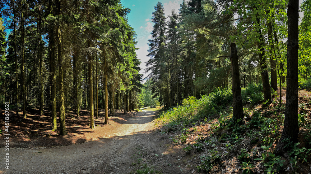 wonderful forest environment Jeli Arboretum in Hungary wonderful forest environment Jeli Arboretum in Hungary