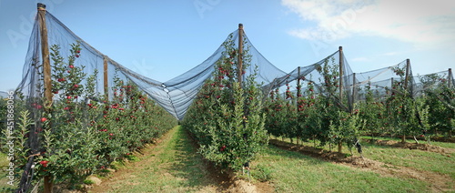 Anti-hail net protection for fruit. Apple orchard in Italy