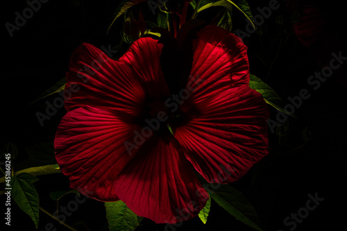 chinese rose at night