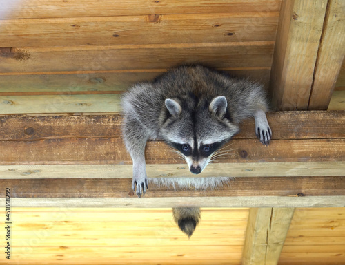 Raccoon sits on a wooden block under a wooden roof