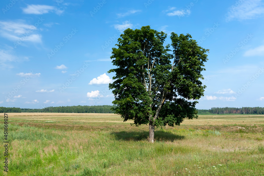 Fototapeta premium tree with green foliage against a blue sky