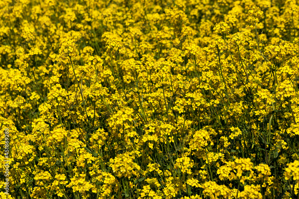 flowering rapeseed with a lot of yellow flowers