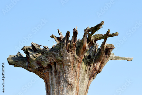 Tree roots to the sky