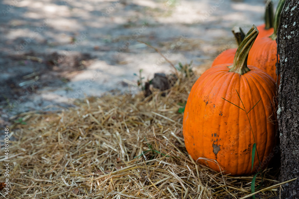Autumn orange pumpkins sitting near a tree at a fall festival at a local pumpkin patch