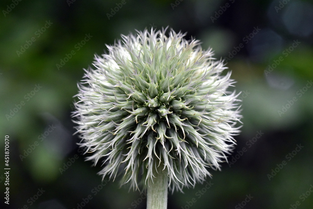 Grüne Knospe einer Kugeldistel