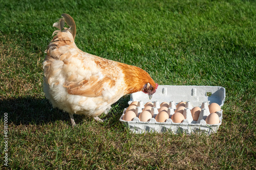 Chicken or  egg causality dilemma, which came first. Curious and surprised beautiful red chicken looking at large egg packaging with a lot of eggs on green grass. Unexpected discover. photo