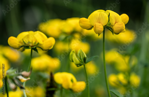 Meadow vetchling also known as yellow pea - Lathyrus pratensis - growing in green grass  closeup macro detail