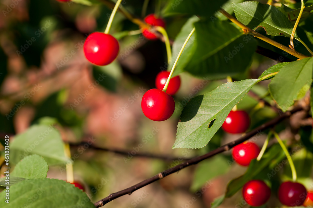 red ripe cherry on the branches of a cherry fruit tree red ripe cherry on the branches of a cherry fruit tree