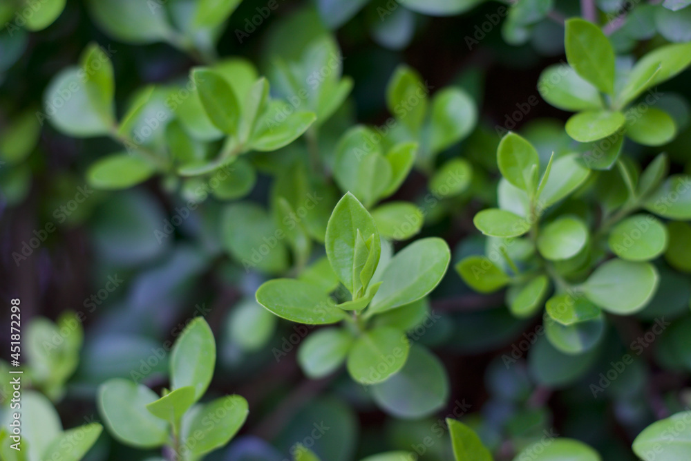 green leaves in the garden