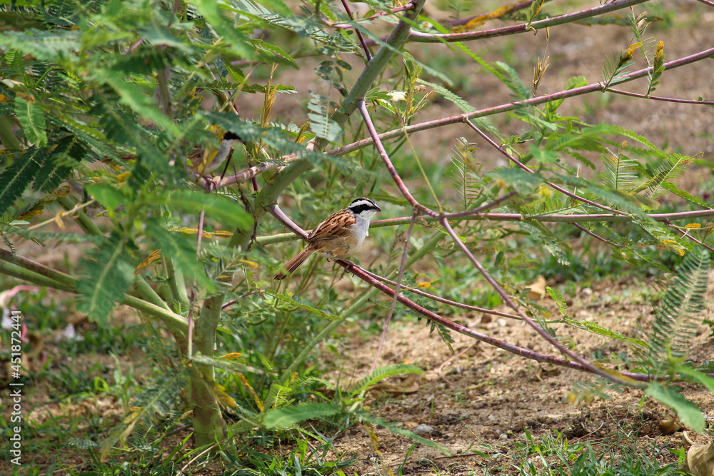 Un gorrión zacatonero (Peucaea ruficauda) corona rayada alimentándose en el suelo. Un gorrión zacatonero (Peucaea ruficauda) corona rayada alimentándose en el suelo.