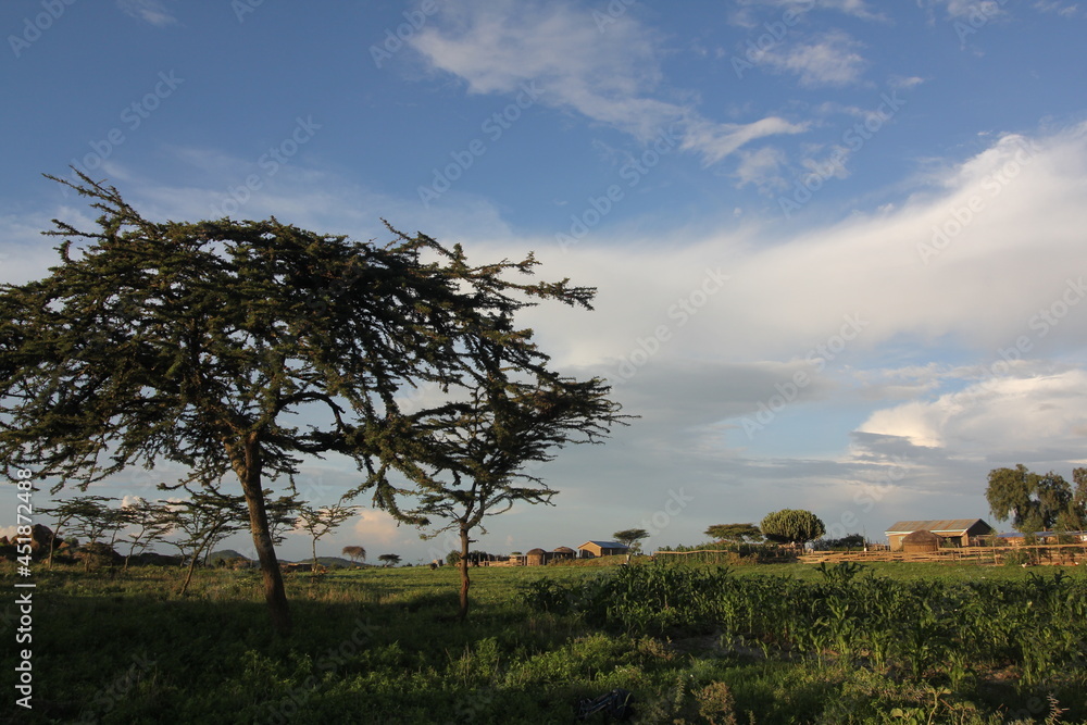 Obraz premium 南アフリカの木々