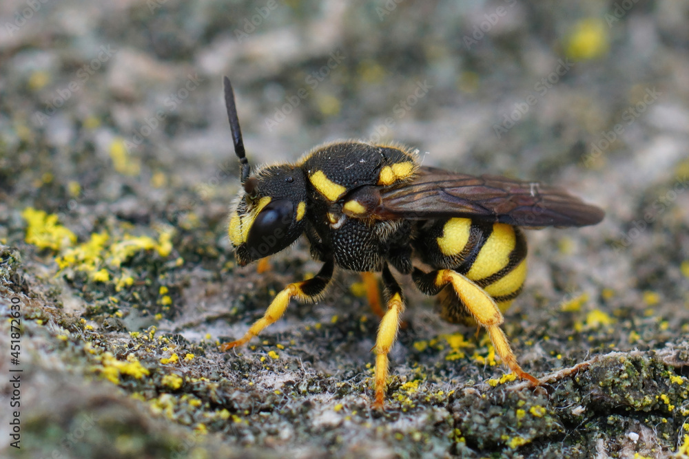 Closeup of a female of the colorful Yellow-spotted Dark Bee , Stelis signata in the Gard, France Closeup of a female of the colorful Yellow-spotted Dark Bee , Stelis signata in the Gard, France