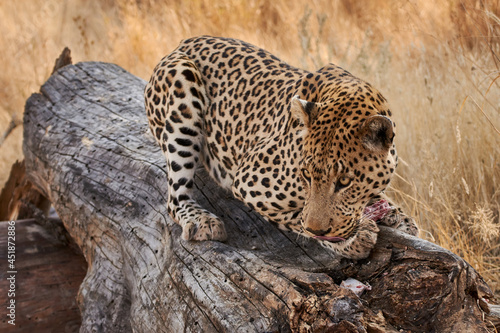 African leopard  Panthera pardus  feeding raw meat on a tree trunk in Namibia  Africa.