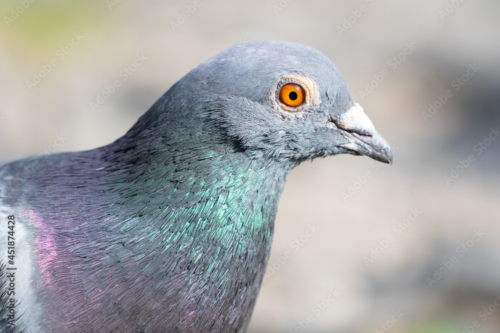 Feral Pigeon closeup of head profile and eye Feral Pigeon closeup of head profile and eye