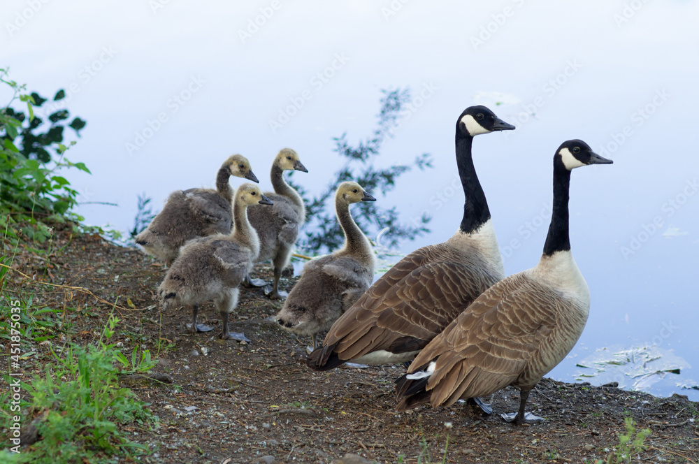 Goose family - two adults and four goslings or chicks near water Goose family - two adults and four goslings or chicks near water