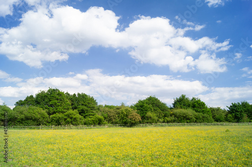Blue sky with puffy clouds over field  pasture or meadow. Copy space for text.
