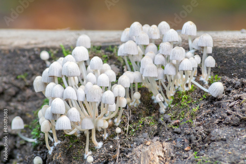 coprinellus disseminatus mushroom, also known as fairy inkcap, growing from fungus on a wooden step photo