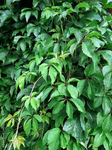 Wallpaper Mural Wild (maiden) grapes wall background Torontodigital.ca