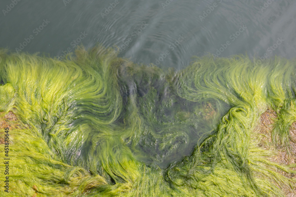Close-up on the background of green algae. Green algae in seawater