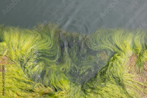 Close-up on the background of green algae. Green algae in seawater