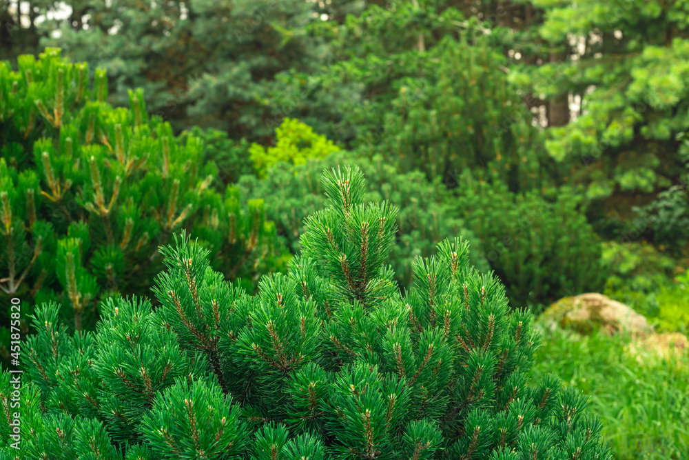 Pine tree forest background. Fir tree botanical wallpaper. Close up, soft focus of green cone tree needles background. Pine tree forest background. Fir tree botanical wallpaper. Close up, soft focus of green cone tree needles background.