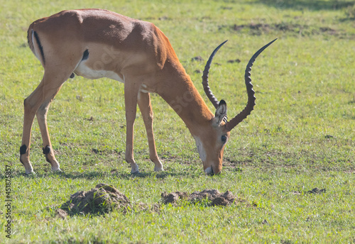 Grazing in the Savannah