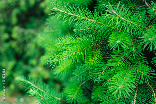 Pine tree forest background. Fir tree botanical wallpaper. Close up, soft focus of  green cone tree needles background.