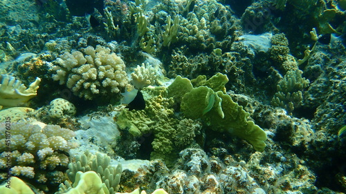 Chocolatedip chromis (Chromis dimidiata) undersea, Red Sea, Egypt, Sinai, Ras Mohammad national park
 photo