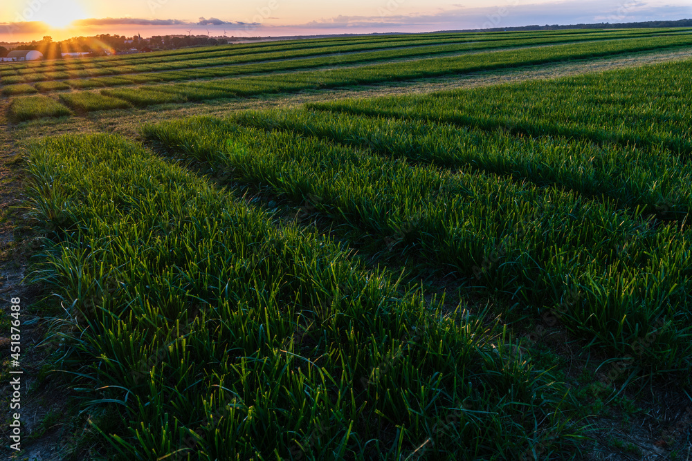 field of wheat in south sweden at sunset field of wheat in south sweden at sunset