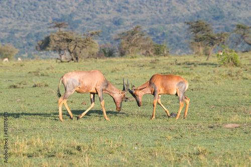 Antelope Play Fighting
