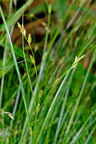 Winkel-Segge // Remote sedge (Carex remota) photo