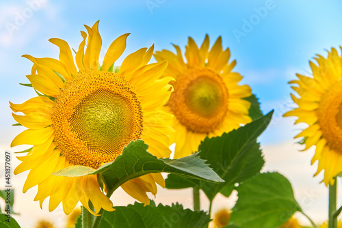 Sunflowers in the field against the sky.