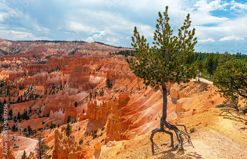 Tableau sur toile Juniper walking pine tree with roots, Sunrise Point, Bryce Canyon national park, Utah, USA