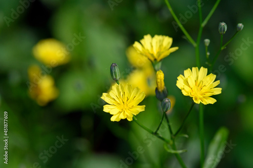 Common nipplewort // Rainkohl, Gemeiner Rainkohl (Lapsana communis) photo