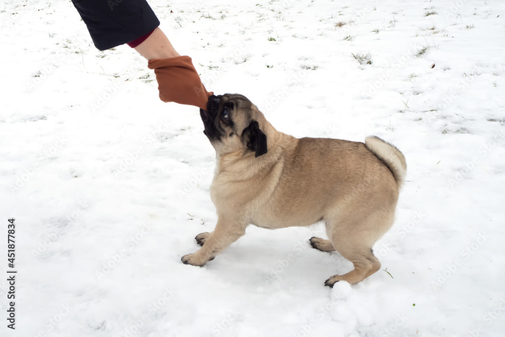 Pug dog playing tug holding a soft glove in his mouth and pulling with a human. Playing with dog winter outside
